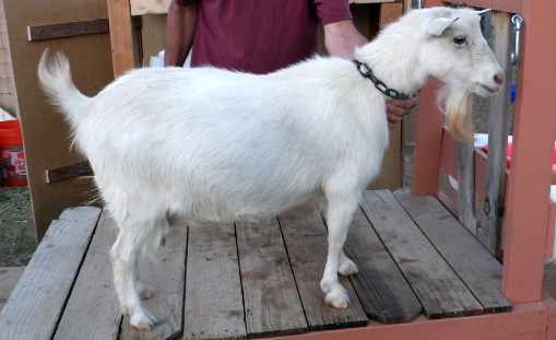 Nigerian Blues Ghost