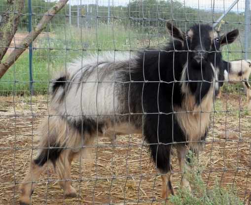 pete.sept19.509px-min Blue Cactus CH Pistol Pete