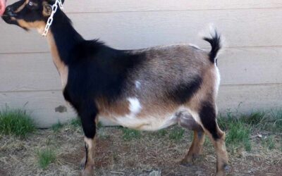 Sundae’s First Lactation Achievements