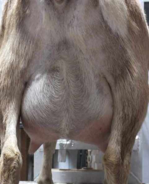 ff.rear.udder.480 Tilly rear udder view