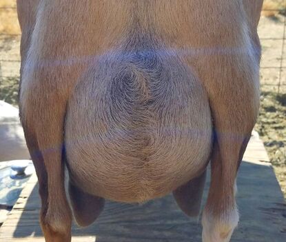 cami-udder cami-flage udder