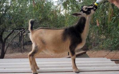 Redstone Fastbreak Sundevil