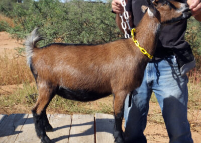 Mesquite Valley FK Sonoran Sun