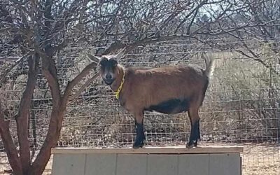 Sonora’s First Freshening in 5 weeks