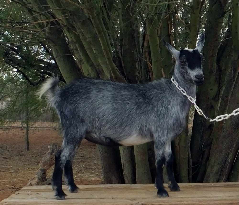 Mesquite Valley FS Proud Mary