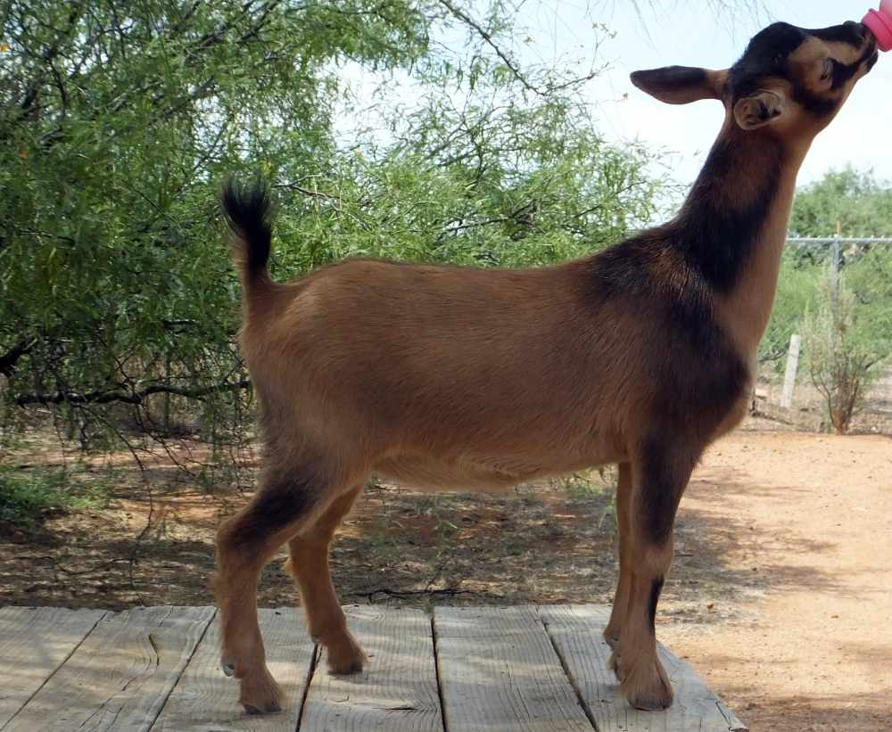 Mesquite Valley FS Proud Mary