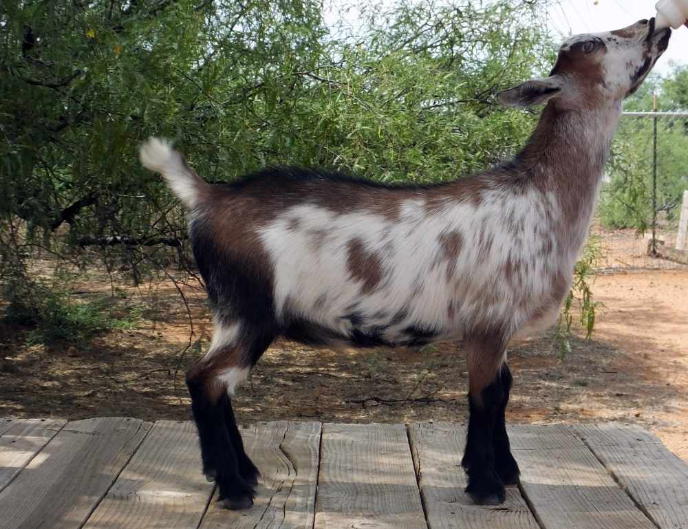 Mesquite Valley FS Desert Rose