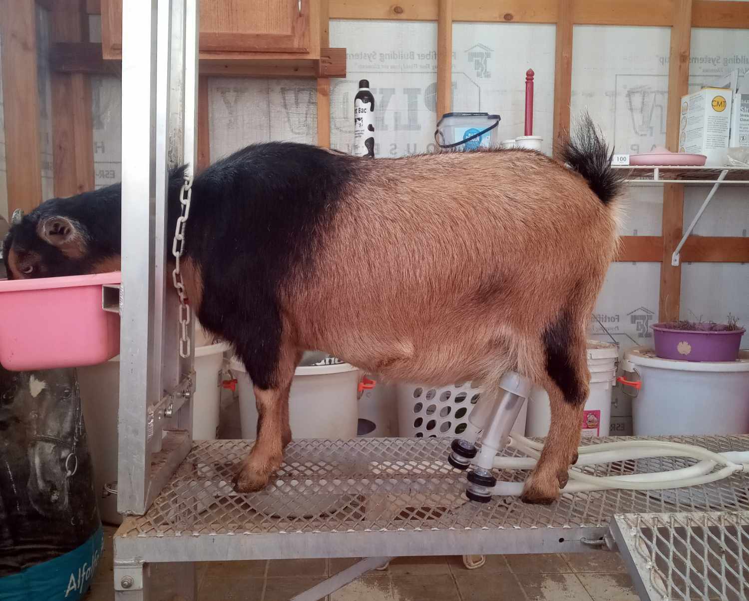 milking.jubilee.2024 Goat being milked in parlor