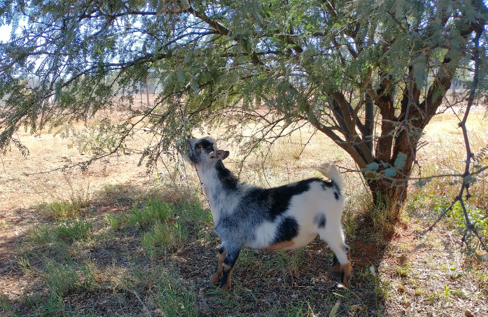 Doe eating mesquite leaves