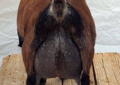 Mesquite Valley FK Sonoran Sun Second Freshening rear udder view