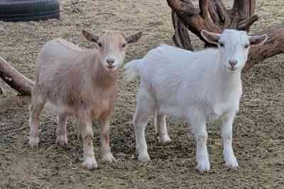 wethered goats kids for sale