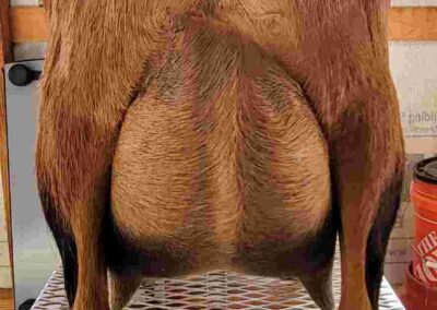 Mesquite Valley Proud Mary rear udder picture