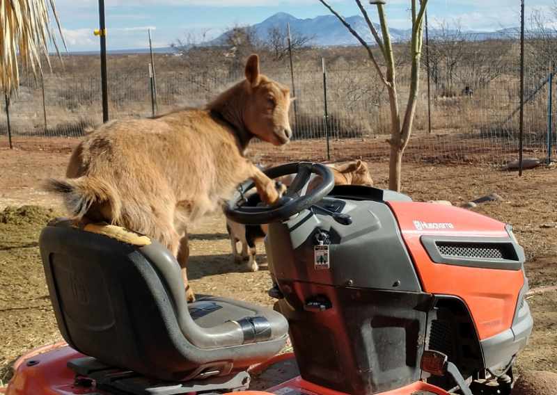 goat on lawn tractor 