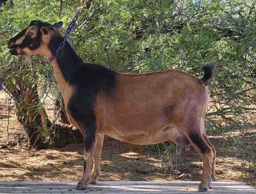 Side image of Mesquite Valley Proud Mary