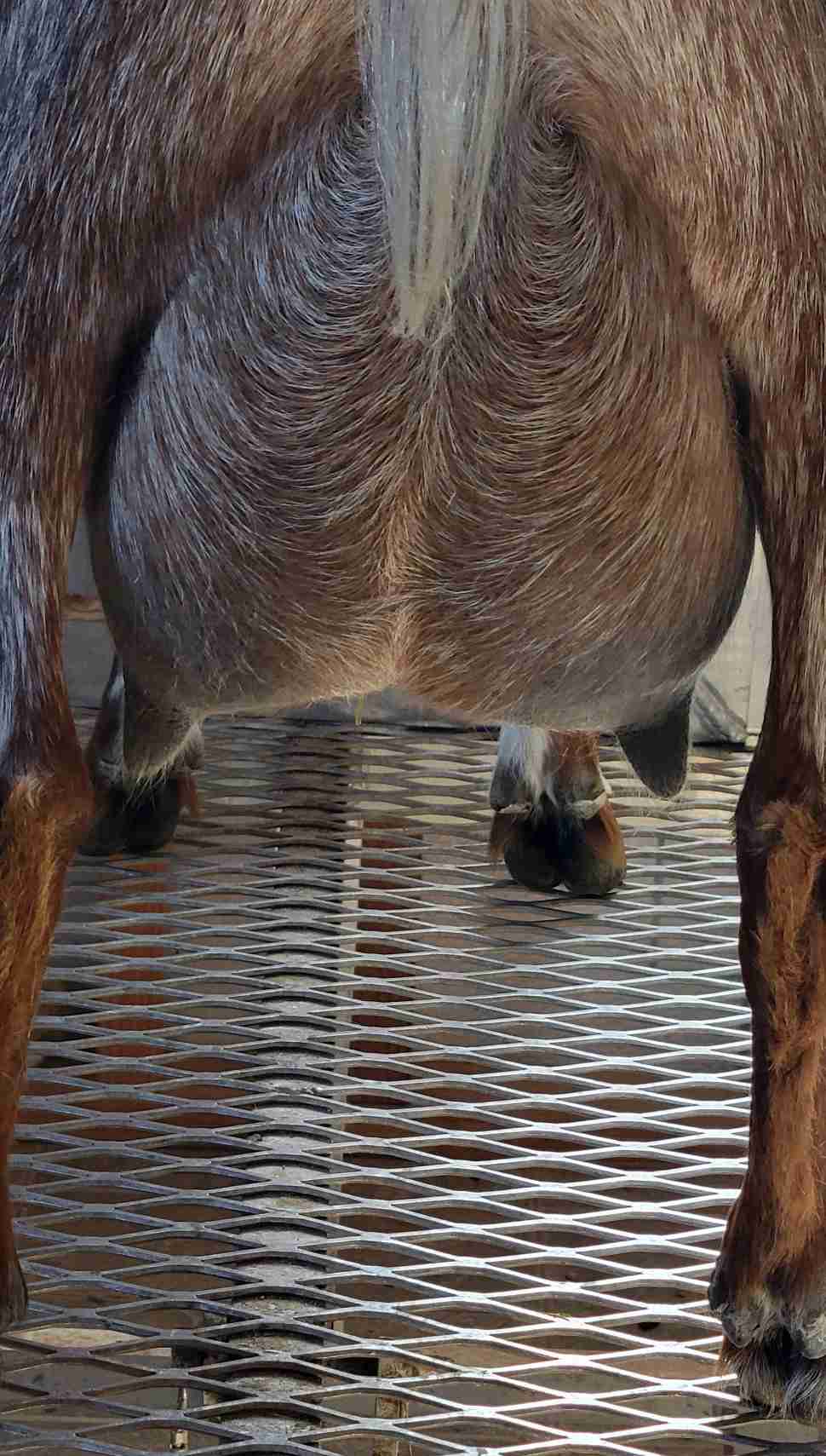 Rear udder image for Mesquite Valley fk Noni